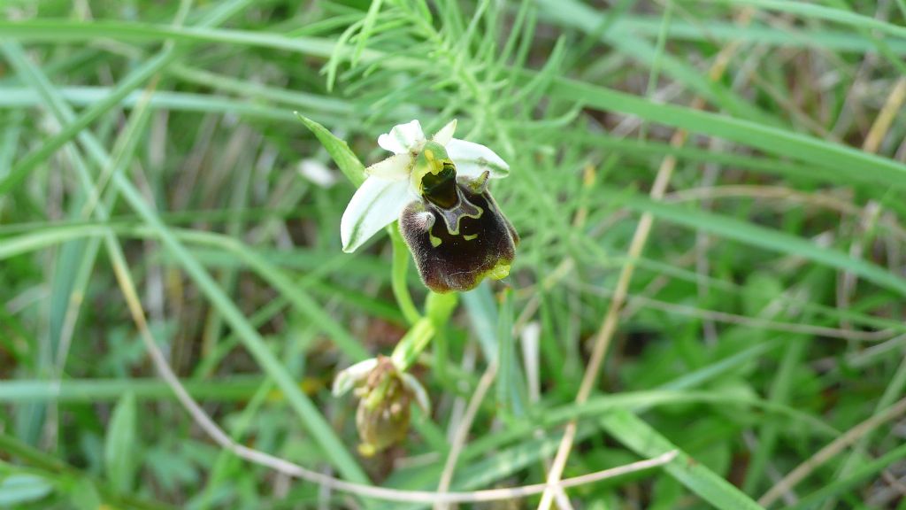 Ophrys holosericea