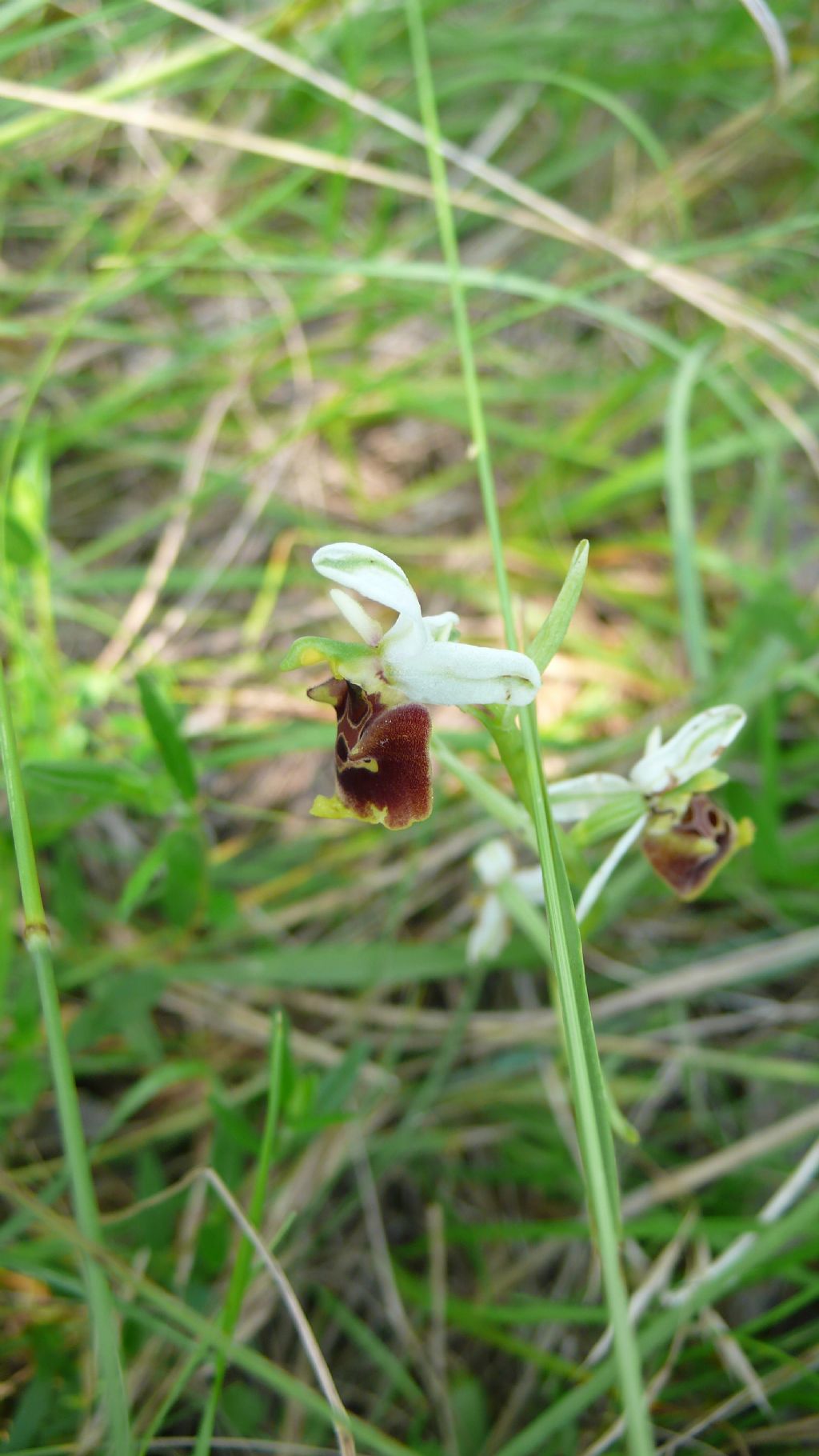 Ophrys holosericea