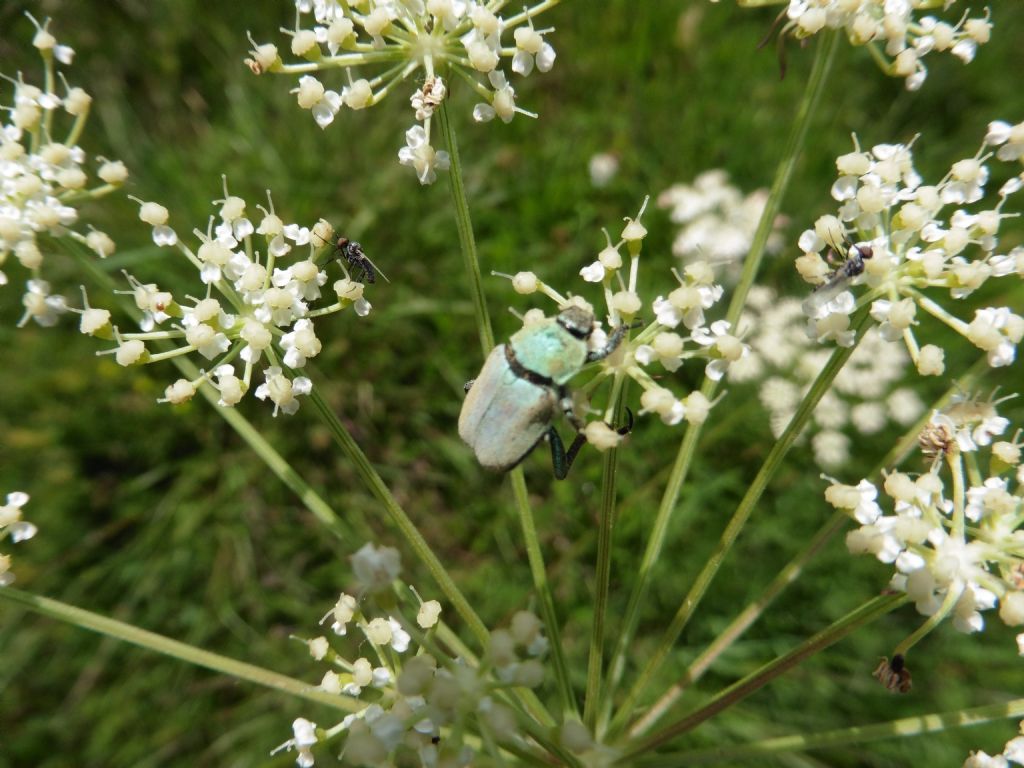 Hoplia argentea (cfr.)