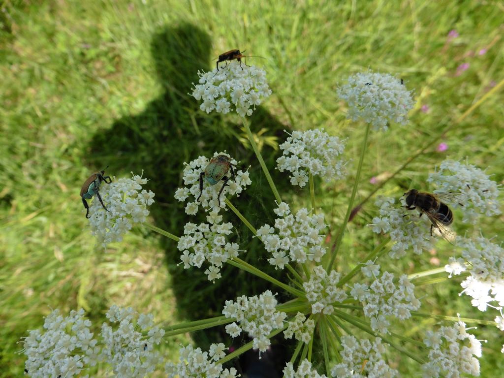 Hoplia argentea (cfr.)