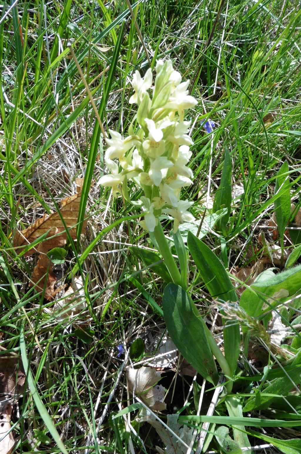 Dactylorhiza sambucina