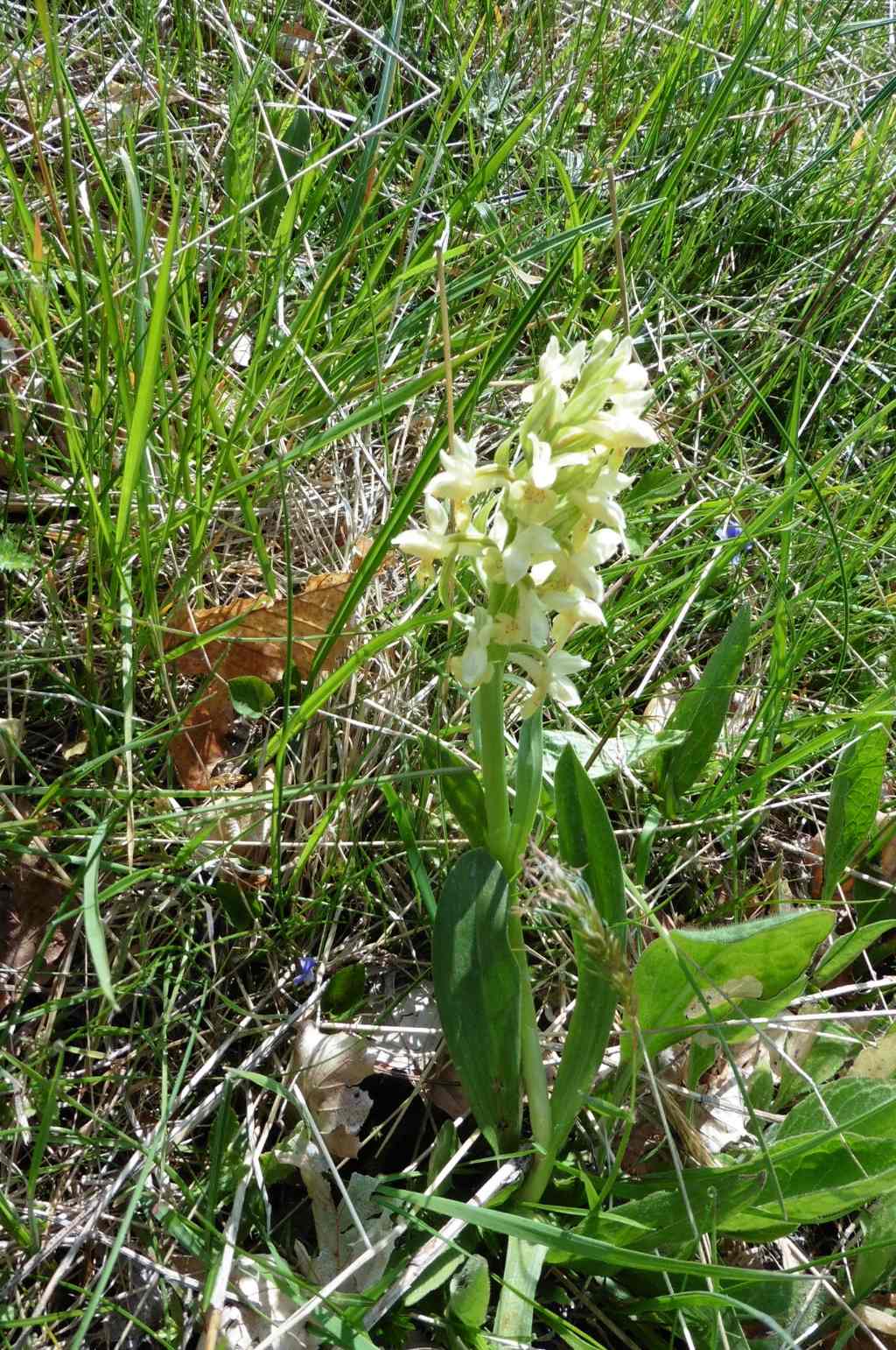 Dactylorhiza sambucina