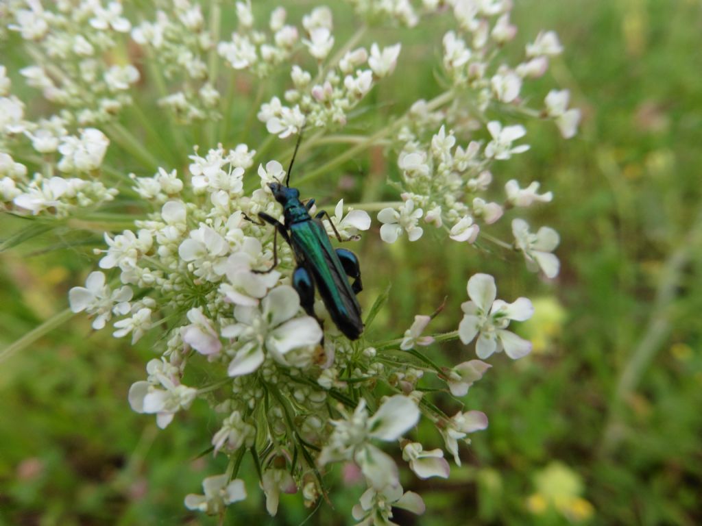 Oedemera nobilis