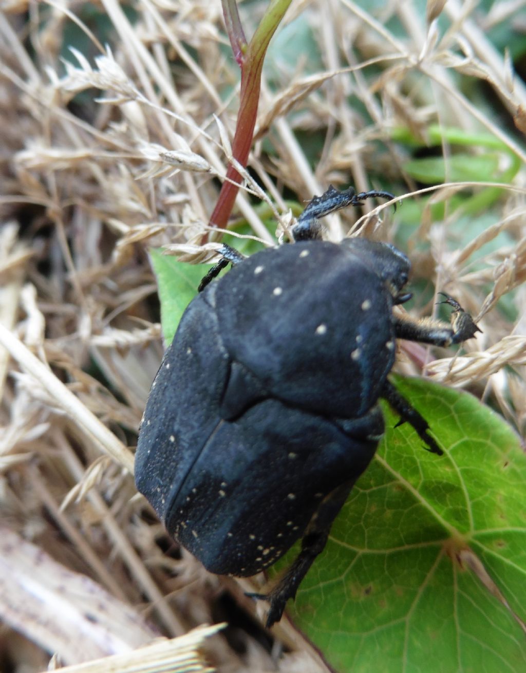 Protaetia (Netocia) morio