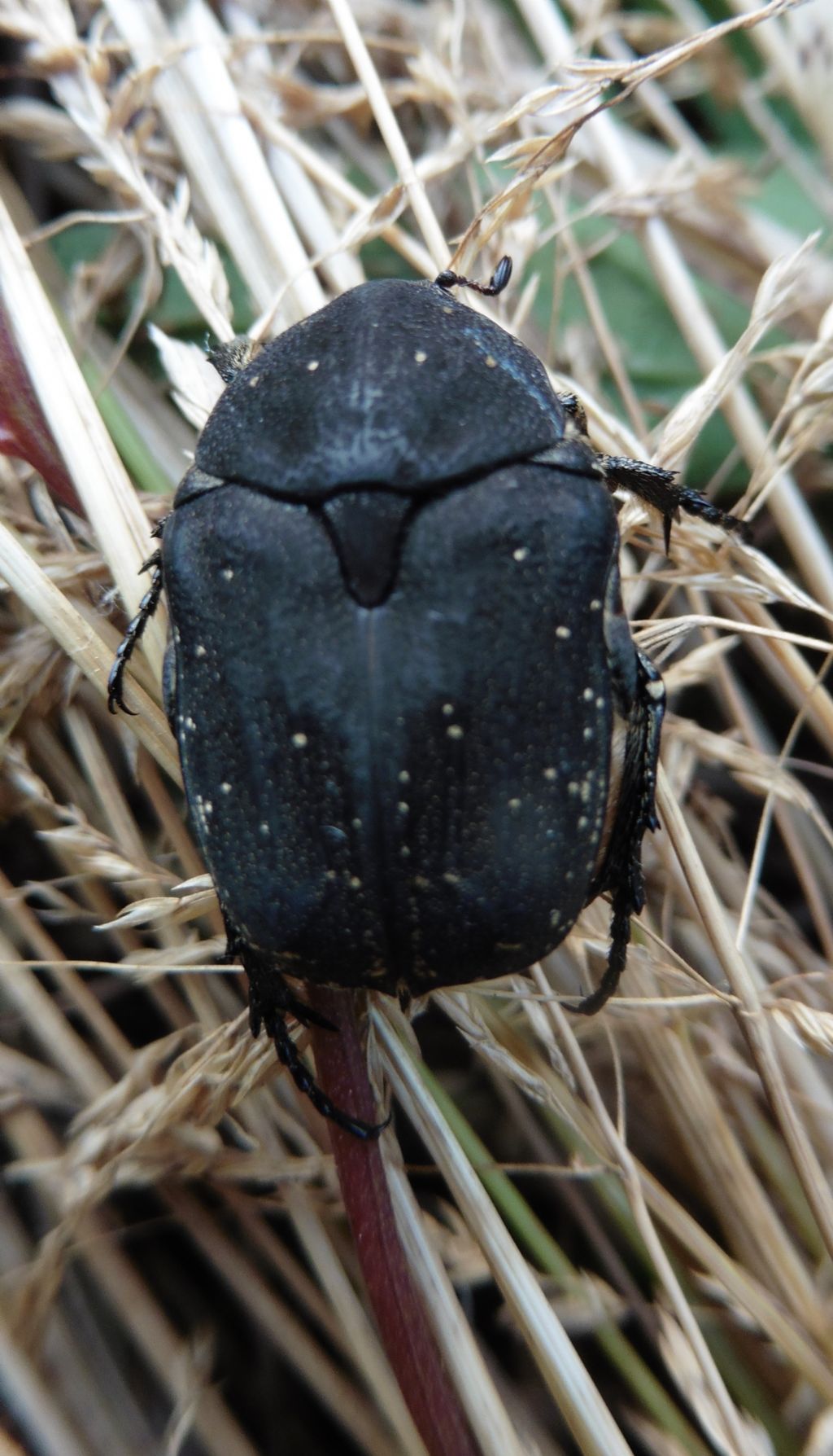 Protaetia (Netocia) morio