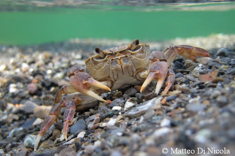 Potamon fluviatile dalla Liguria