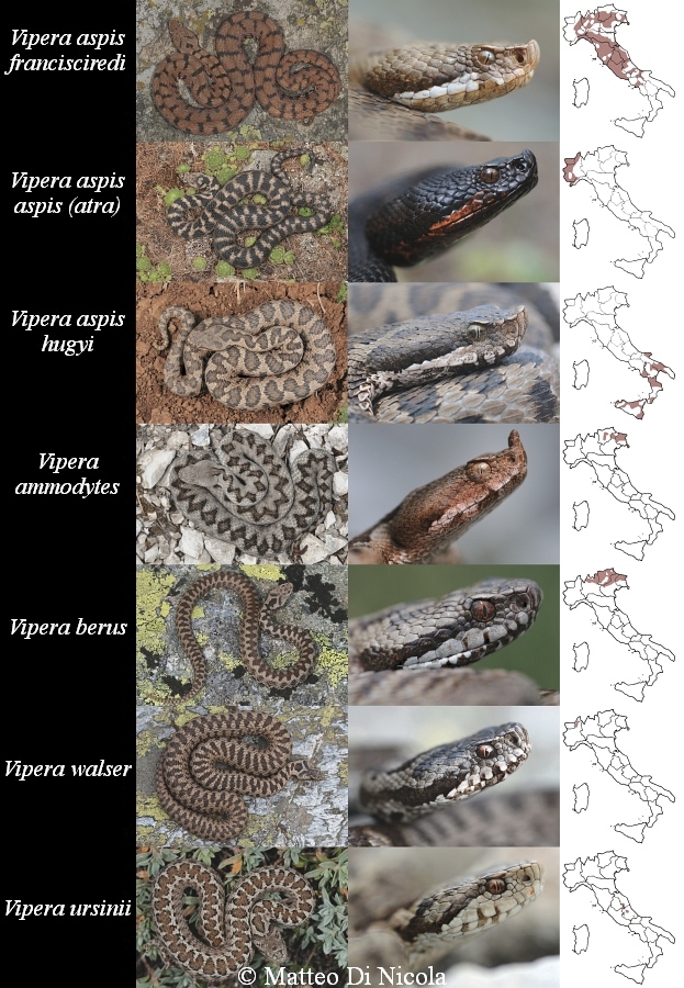 Vipere d''Italia - scheda riassuntiva