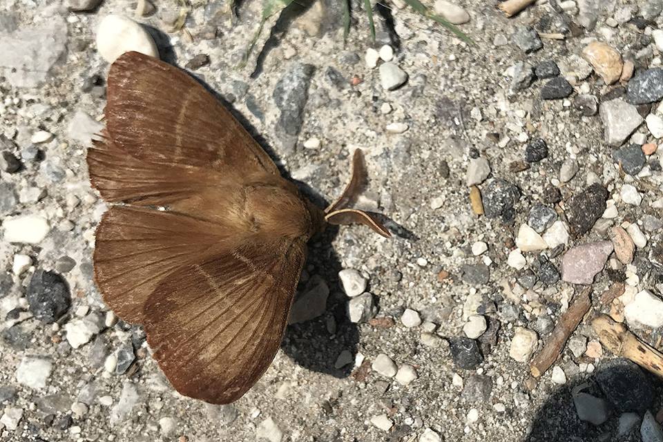 Macrothylacia rubi? - Delta del Po di Rovigo