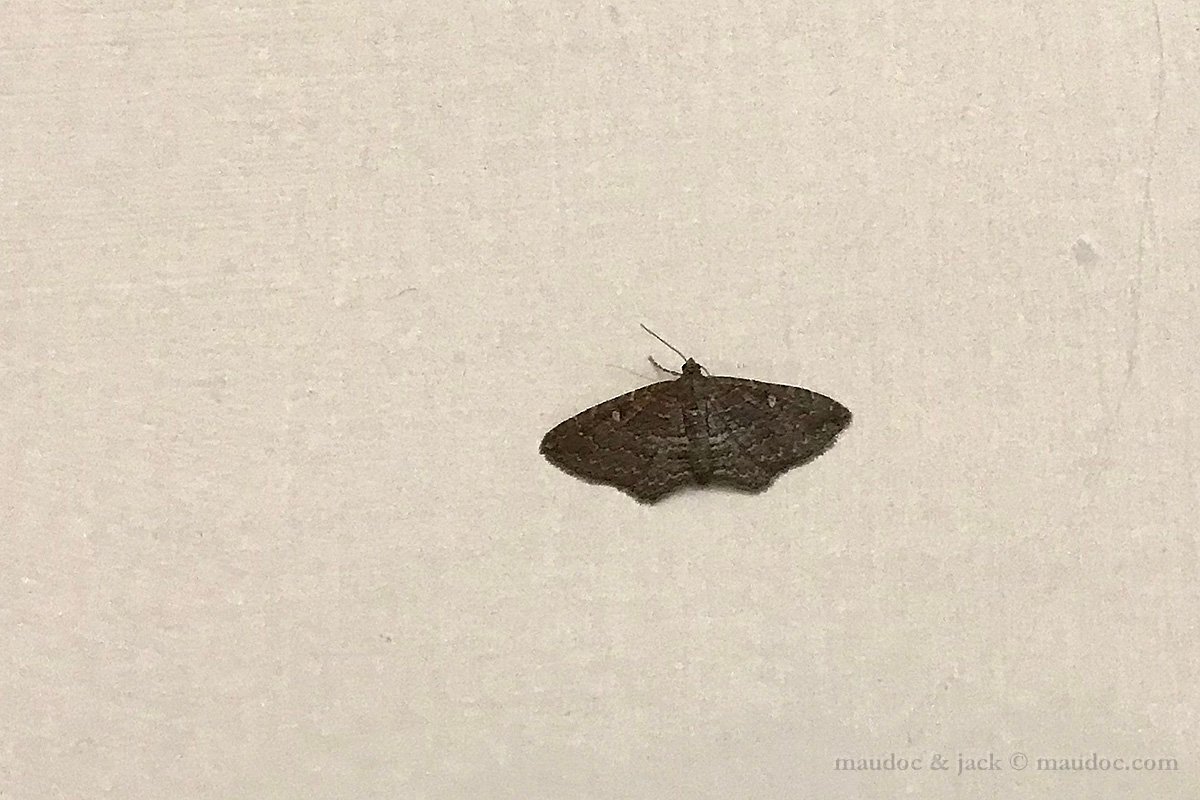 Falena da ID (Geometridae da ID?) - Verona