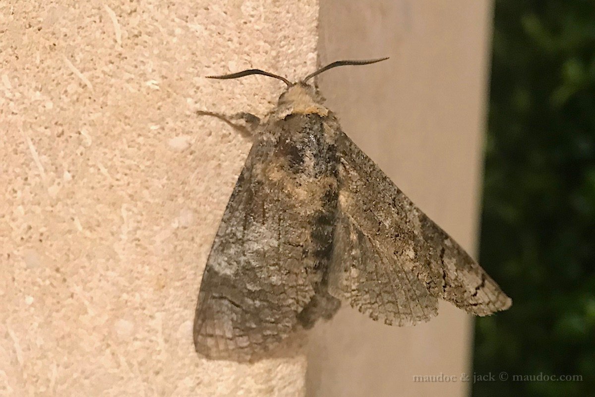 Noctuidae da ID - Verona