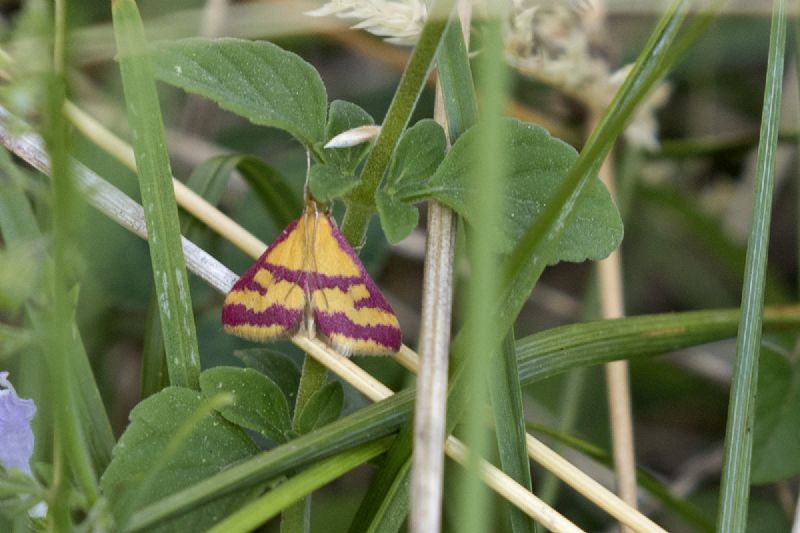 Falene da ID - Verona #4: Pyrausta sanguinalis - Crambidae