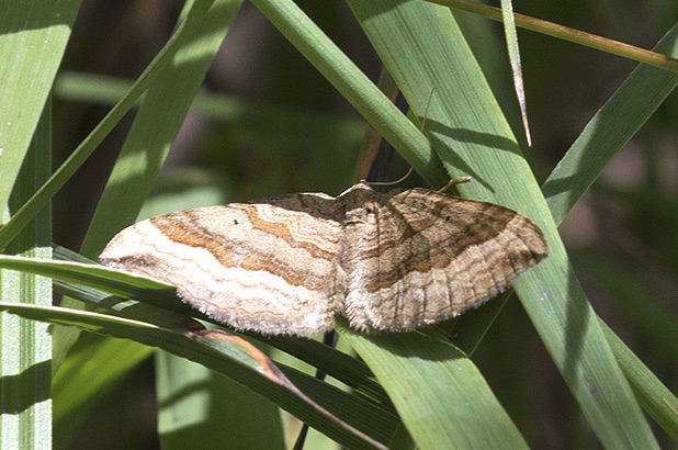 Scotopteryx? (Val di Zoldo BL)  S, Scotopteryx chenopodiata