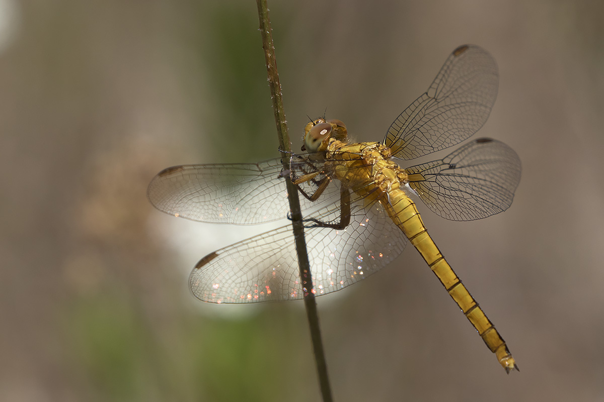 Orthetrum coerulescens?  S