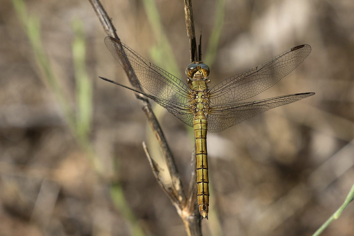 Orthetrum coerulescens?  S