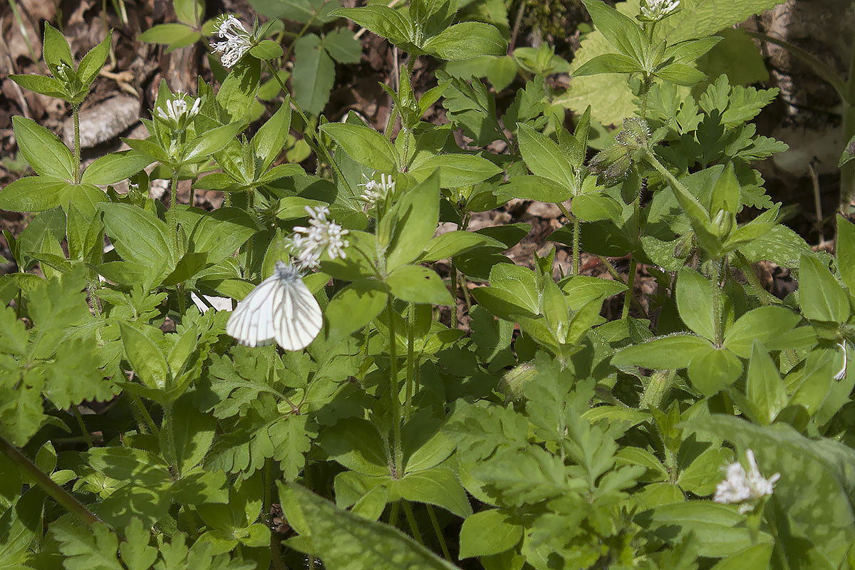 Farfalla da identificare, Belluno 3