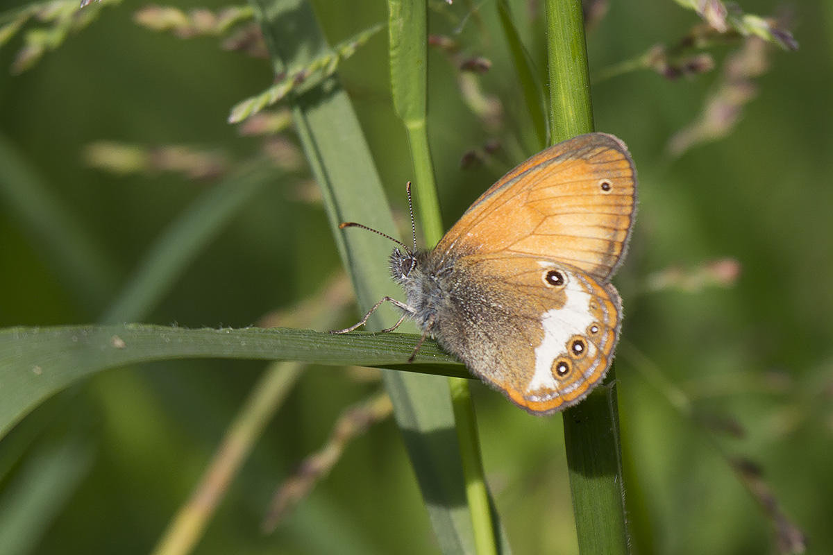 ID Satyrina (?), Verona