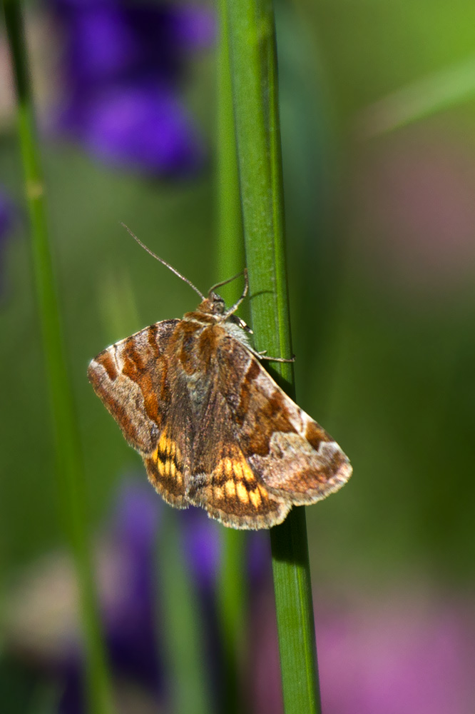 ID falena 2 - Euclidia glyphica