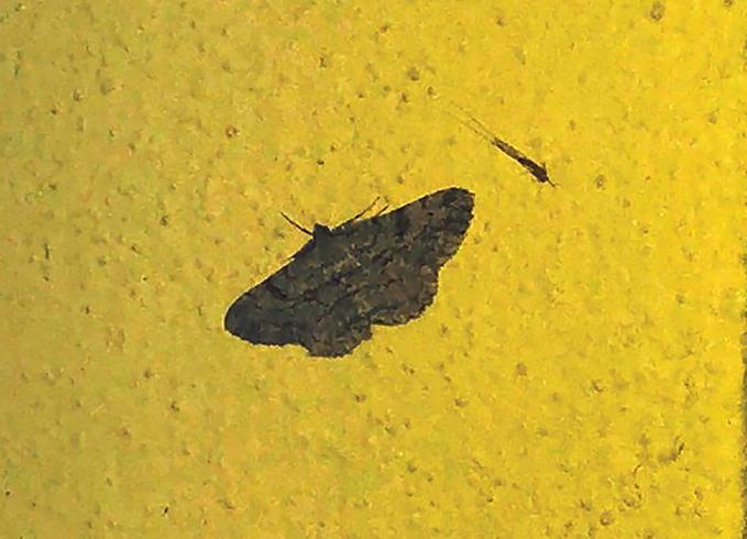 Hypena obsitalis (Erebidae) e Peribatodes rhomboidaria (Geometridae)