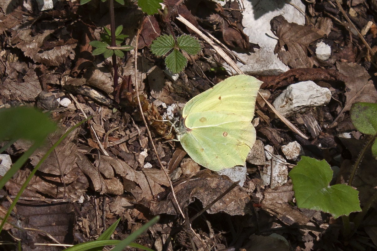 Farfalla da identificare