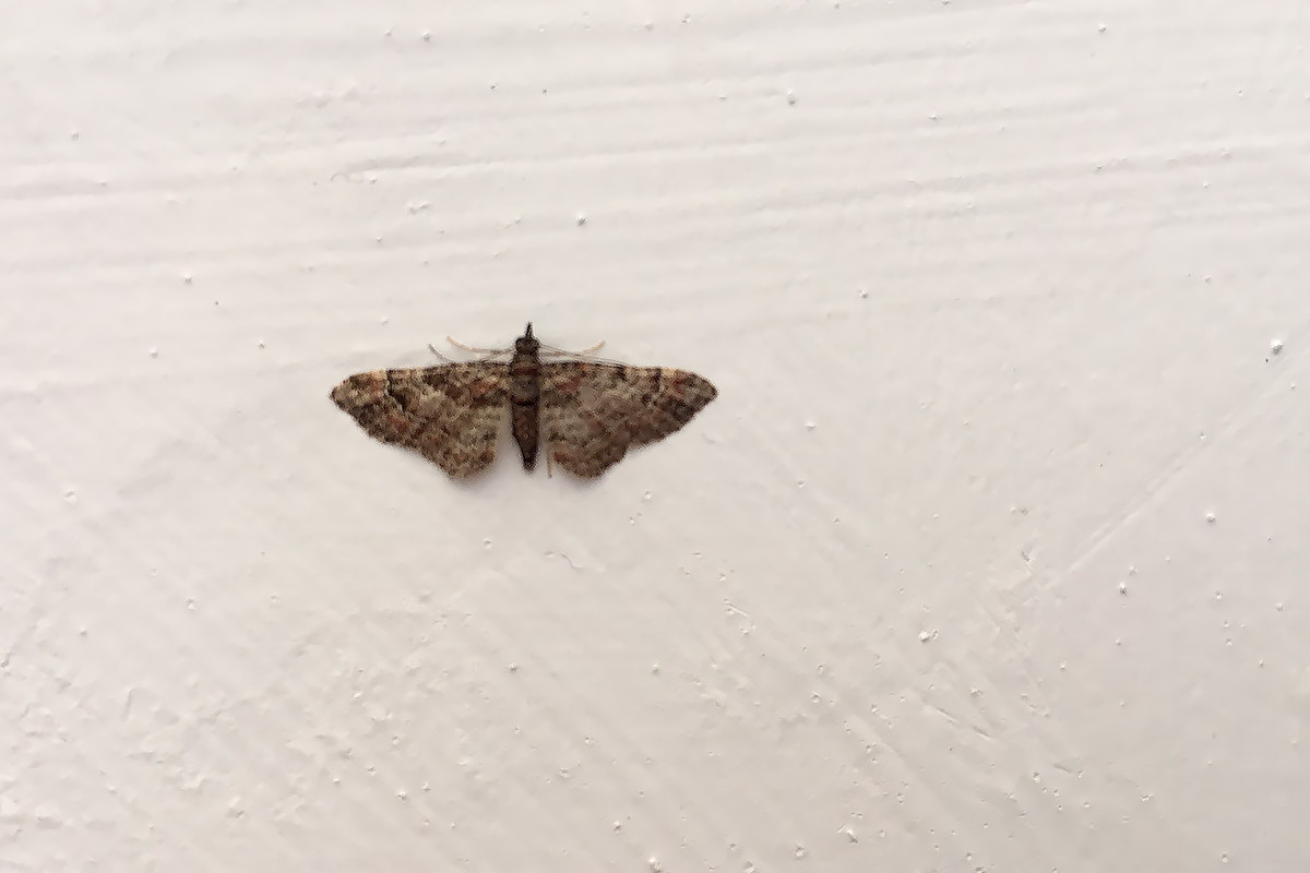 Falene, Verona - Eupithecia sp. e Gymnoscelis rufifasciata