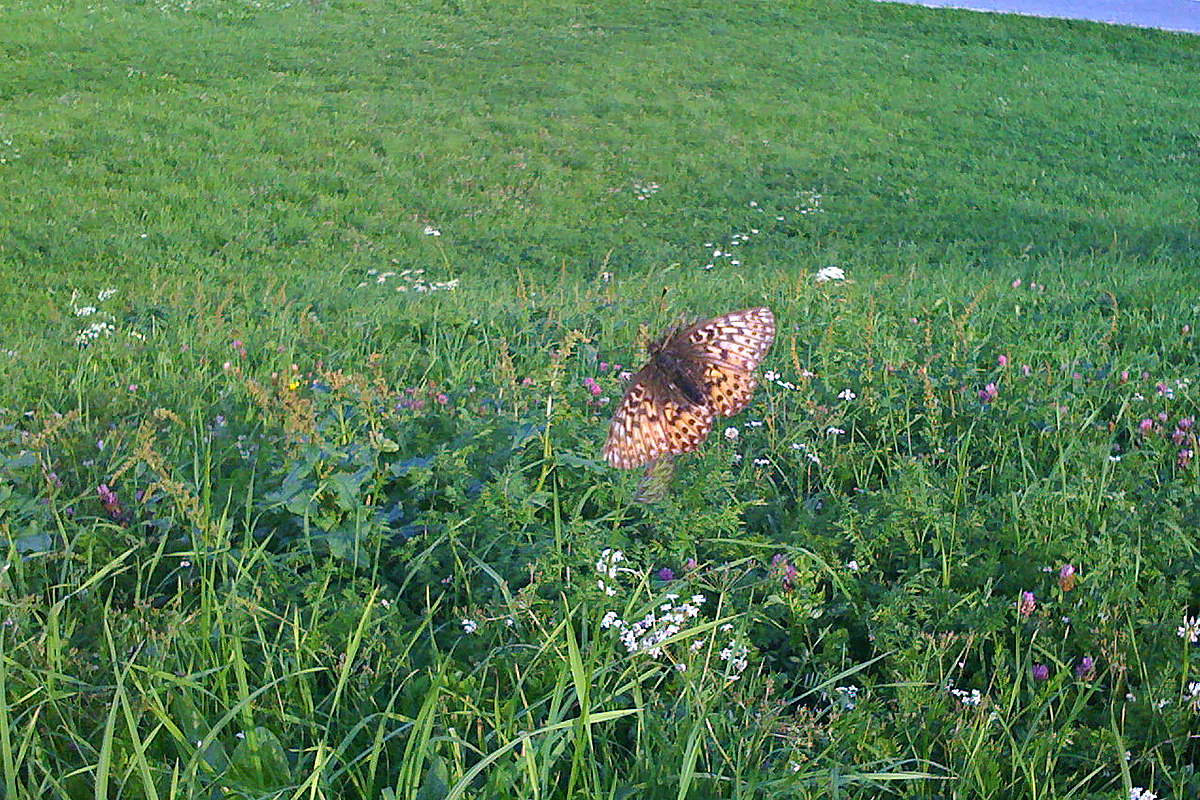 Boloria? Alto Adige