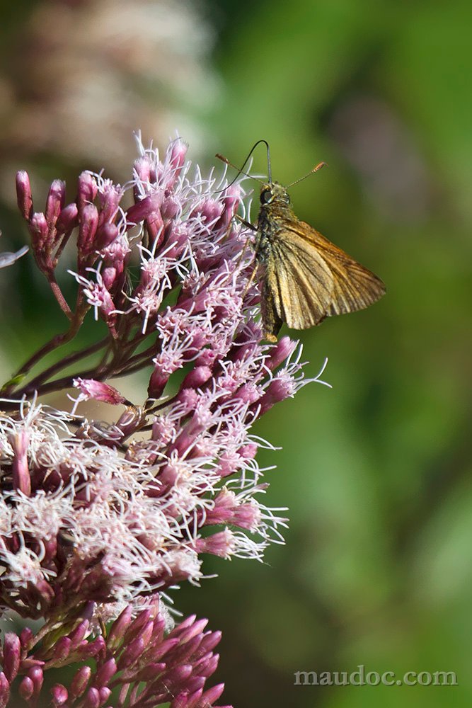 Ochlodes sylvanus?