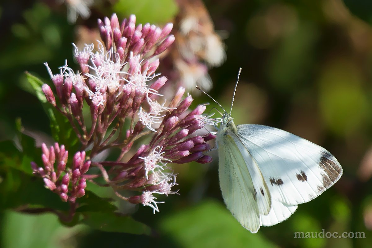 Pieris napi - Peschiera del Garda VR