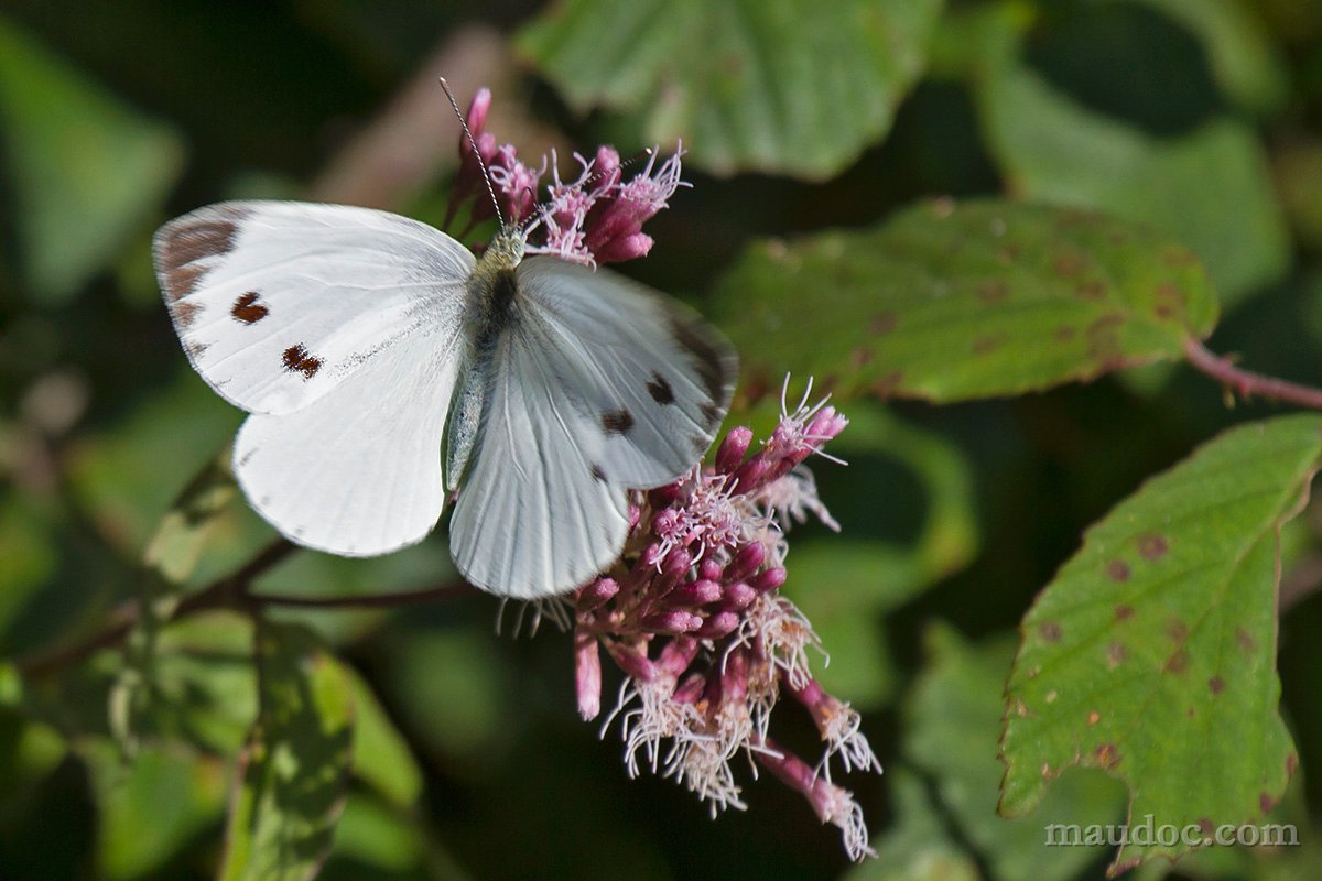 Pieris napi - Peschiera del Garda VR