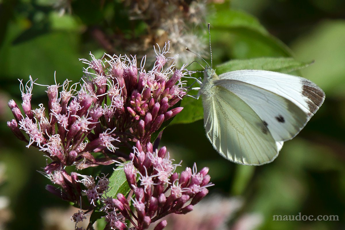 Pieris napi - Peschiera del Garda VR