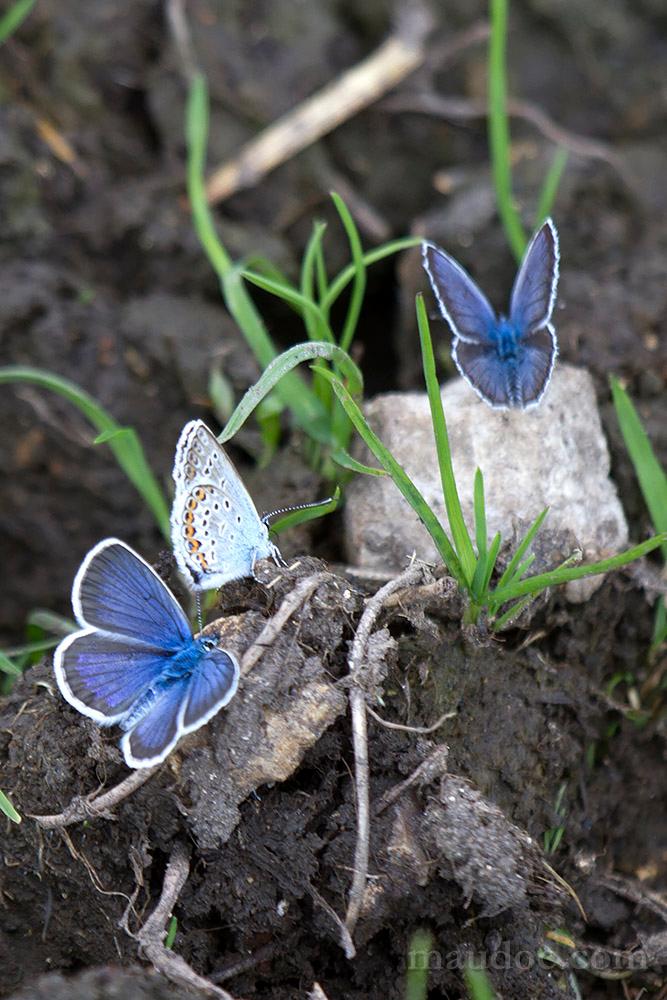 Plebejus argus??? (Monte Baldo, Verona)