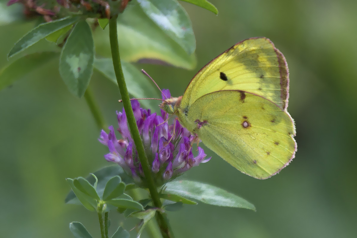 Colias alfacariensis, Verona