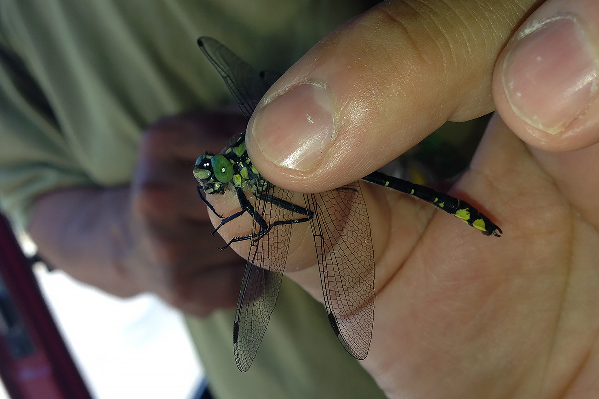 Libellula, Ungheria