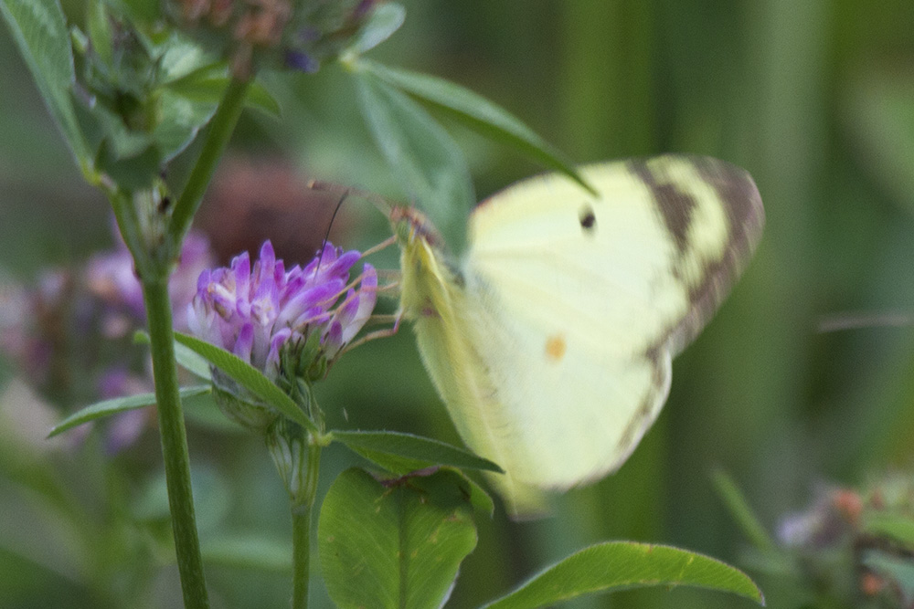 Colias alfacariensis, Verona