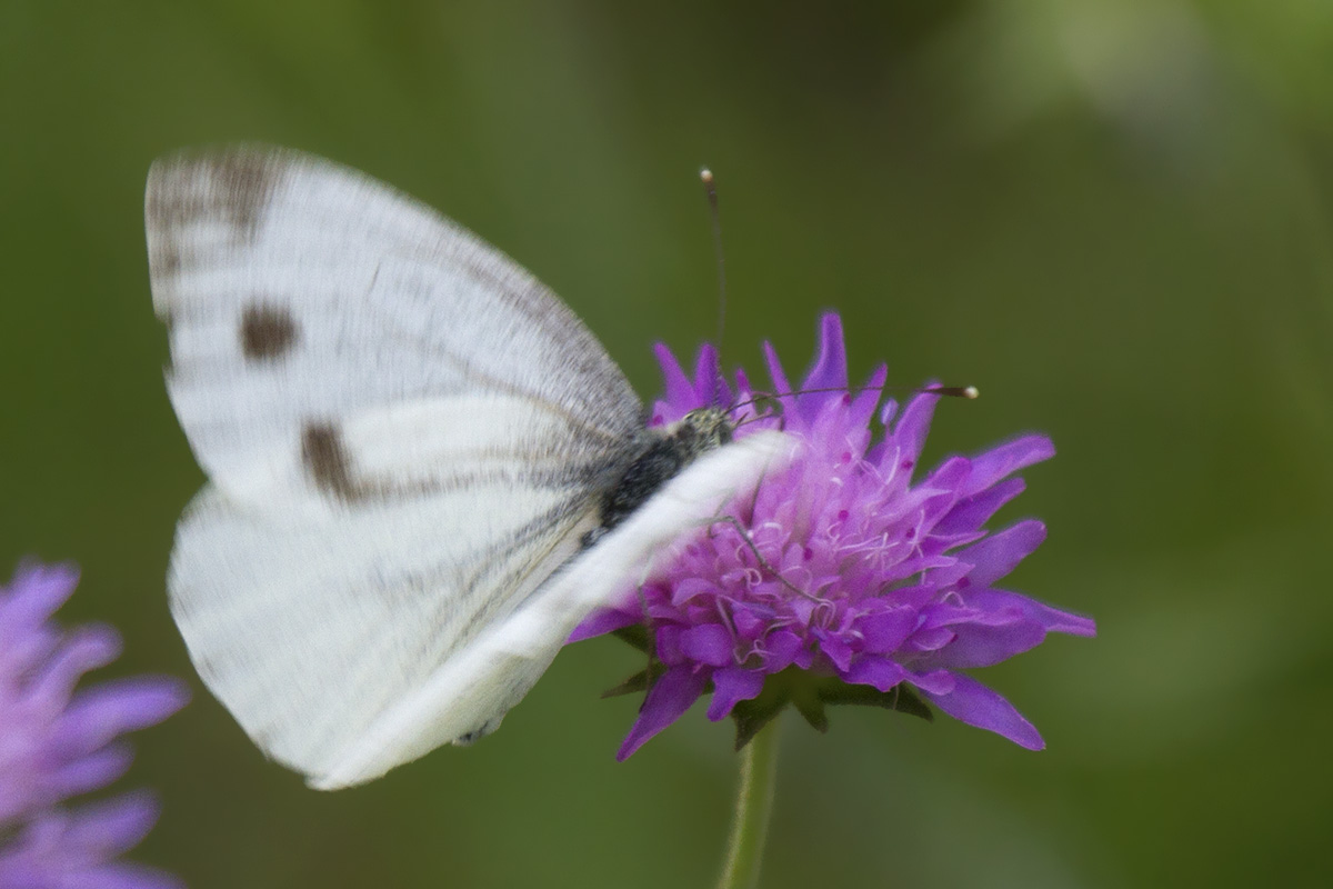 Pieris napi - Verona