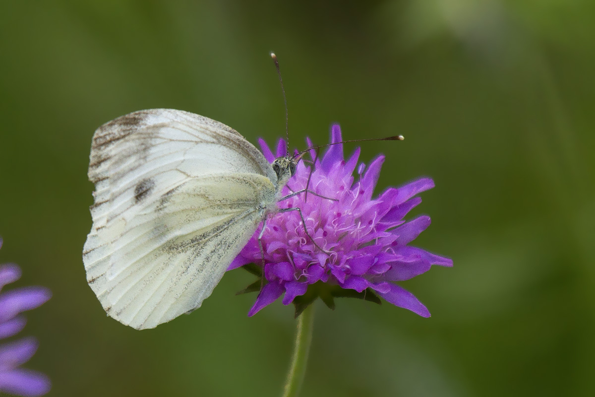 Pieris napi - Verona