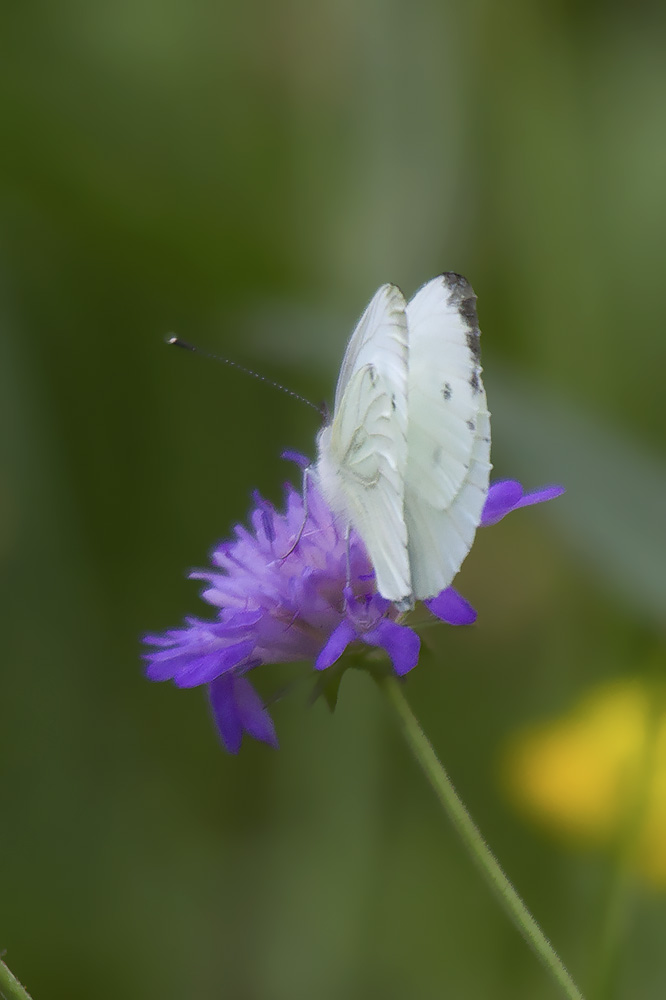 Pieris napi - Verona