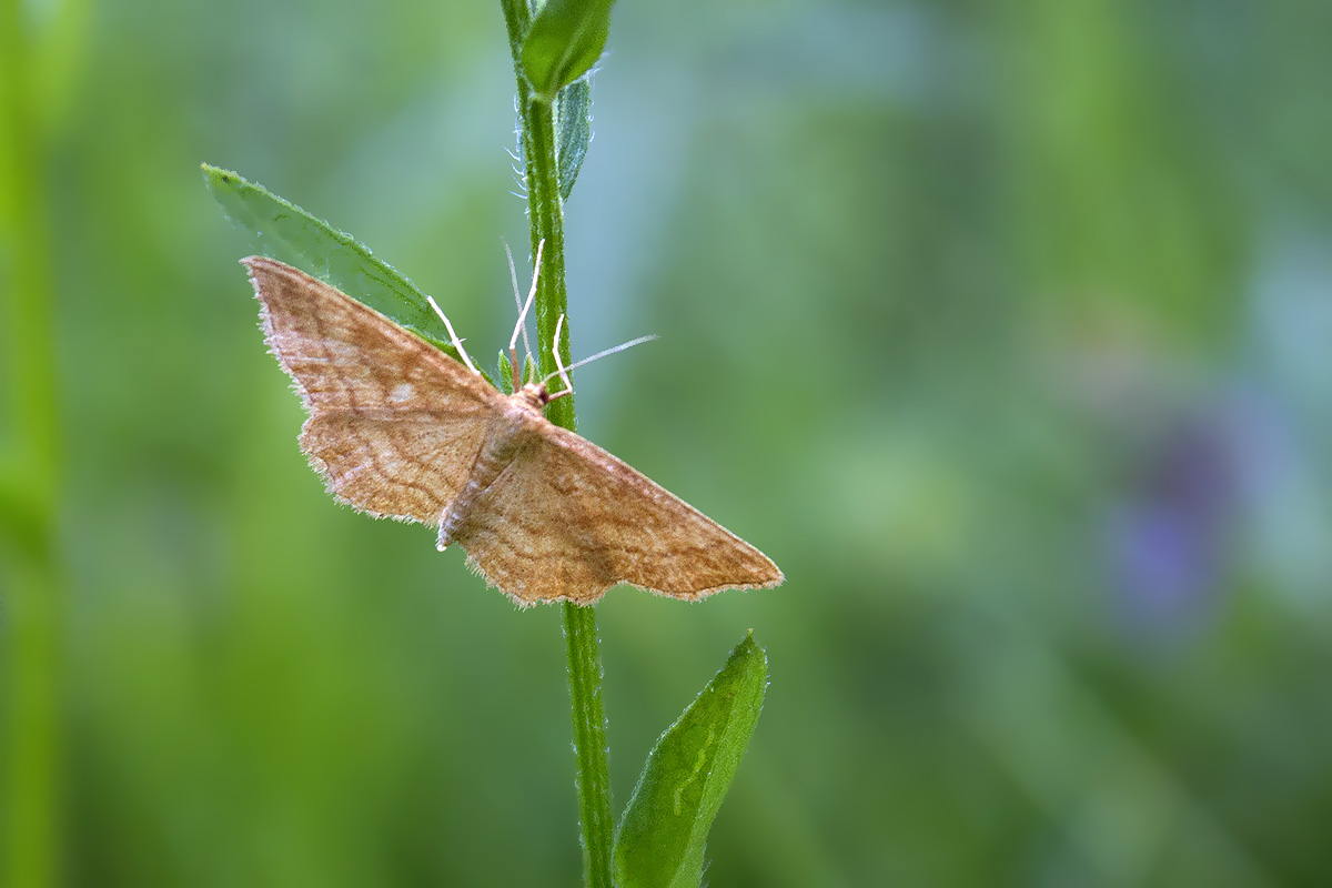 Falena Verona #3 - Idaea ochrata