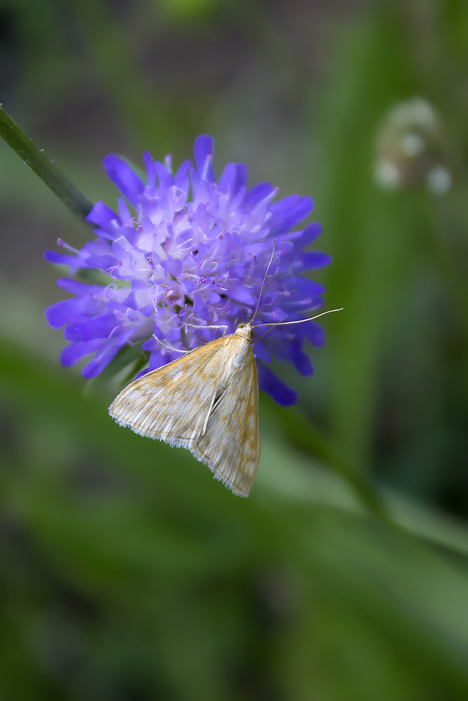 Falena Verona #5 - Sitochroa verticalis