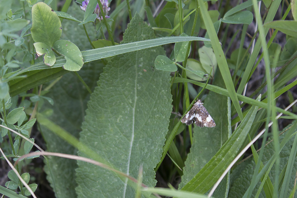 falena Verona #1: Aedia funesta?No, Tyta luctuosa