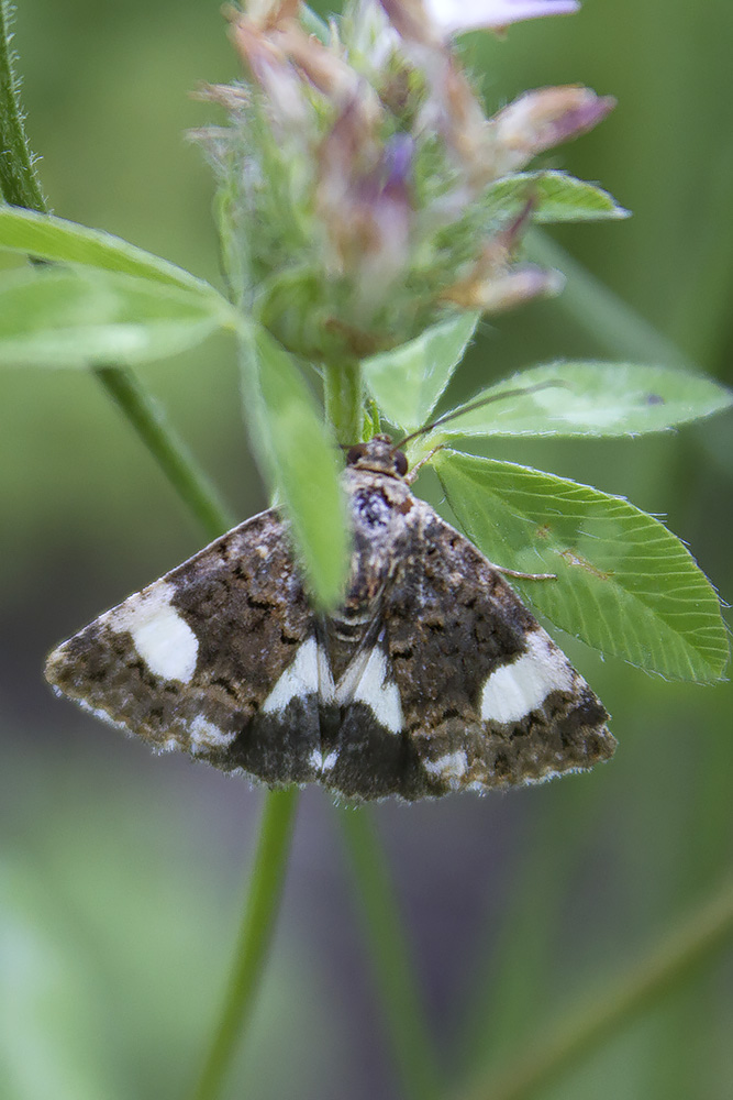 falena Verona #1: Aedia funesta?No, Tyta luctuosa