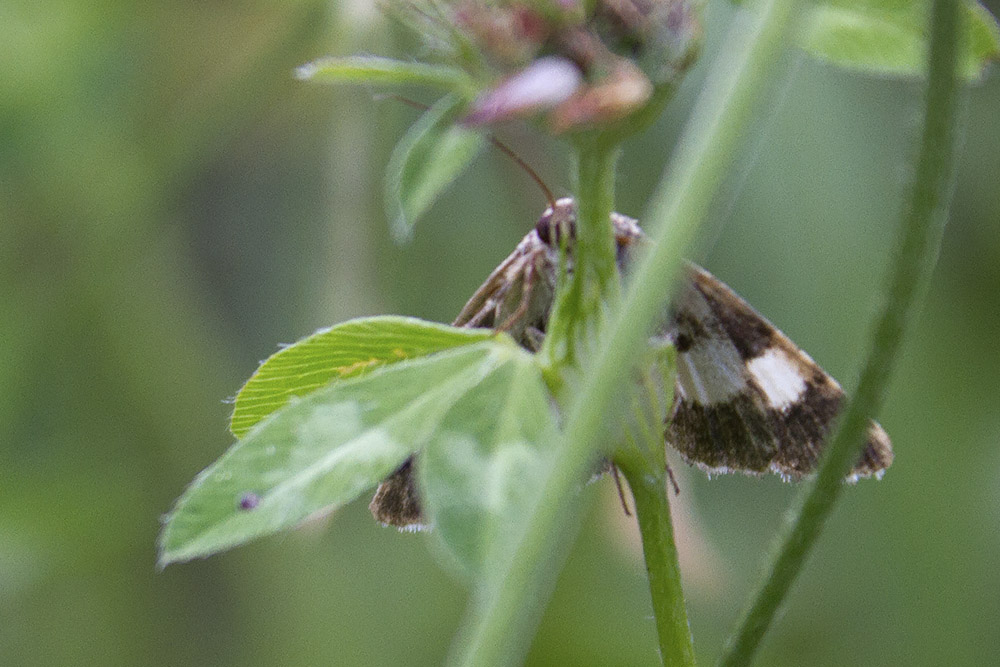 falena Verona #1: Aedia funesta?No, Tyta luctuosa