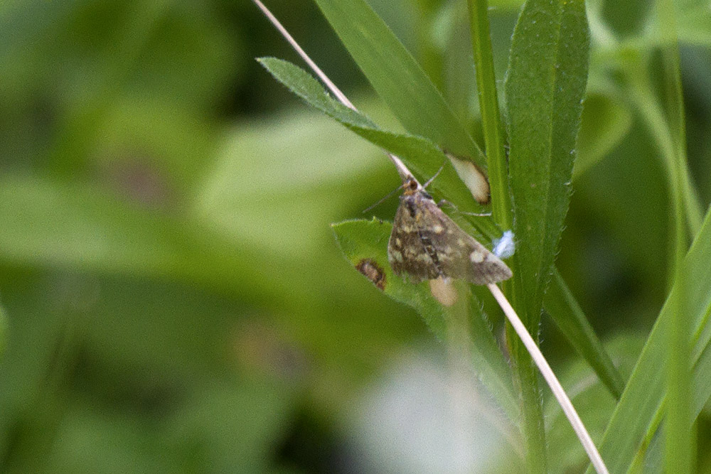 falena? Verona #2 - Pyrausta aurata