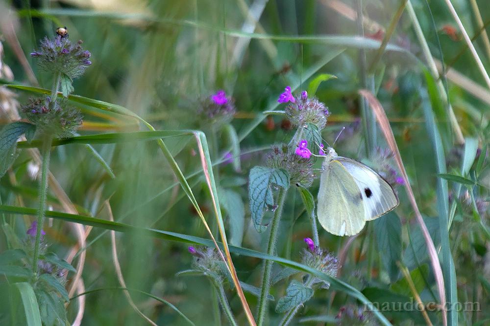 Pieris ID - Lessinia, Verona