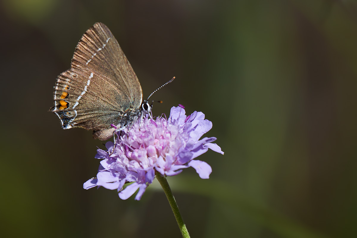 Satyrium spini  Lessinia, Verona