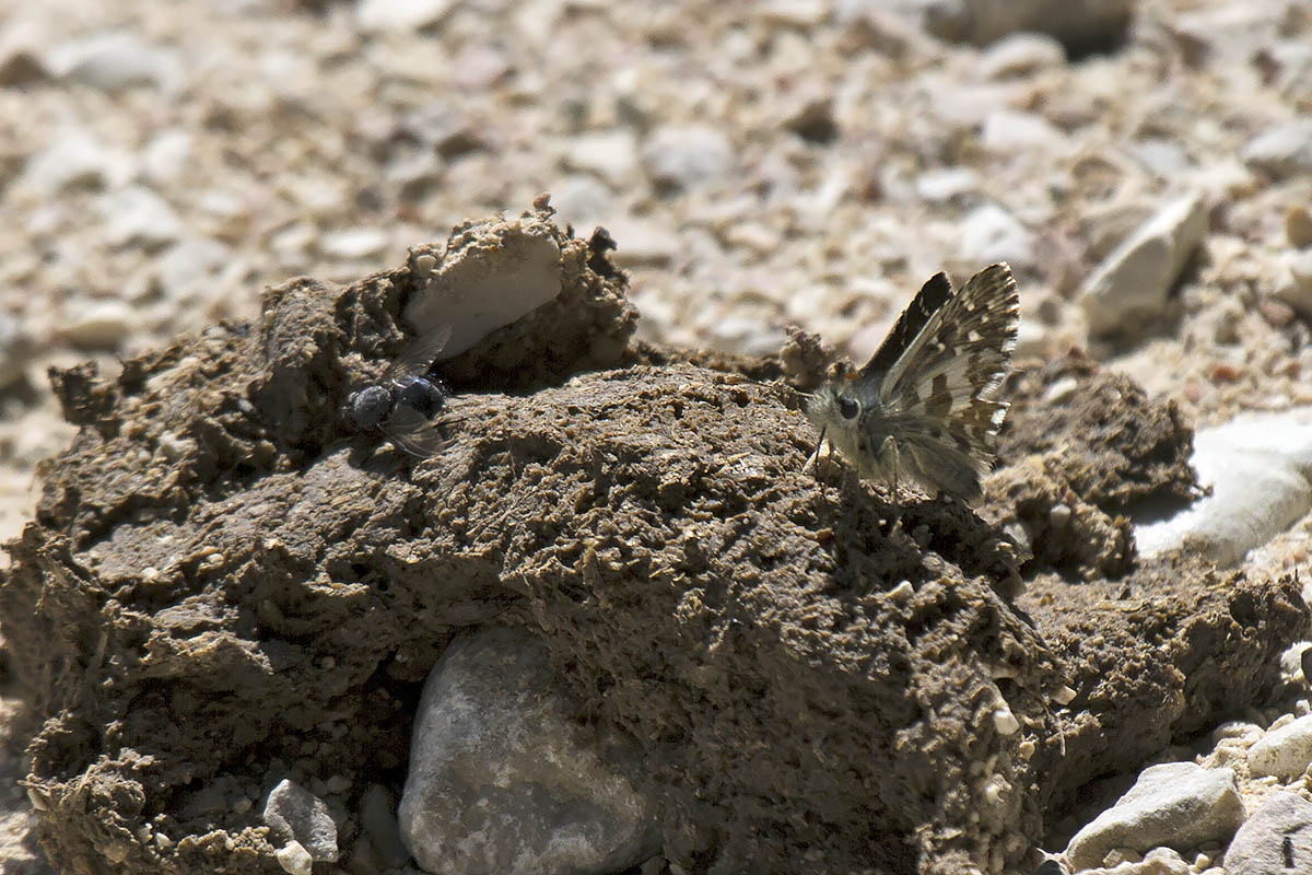 Pyrgus carlinae? - Lessinia, Verona-No, Pyrgus alveus