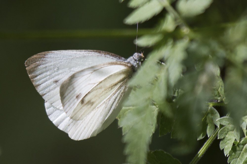 Pieris ID - Lessinia, Verona