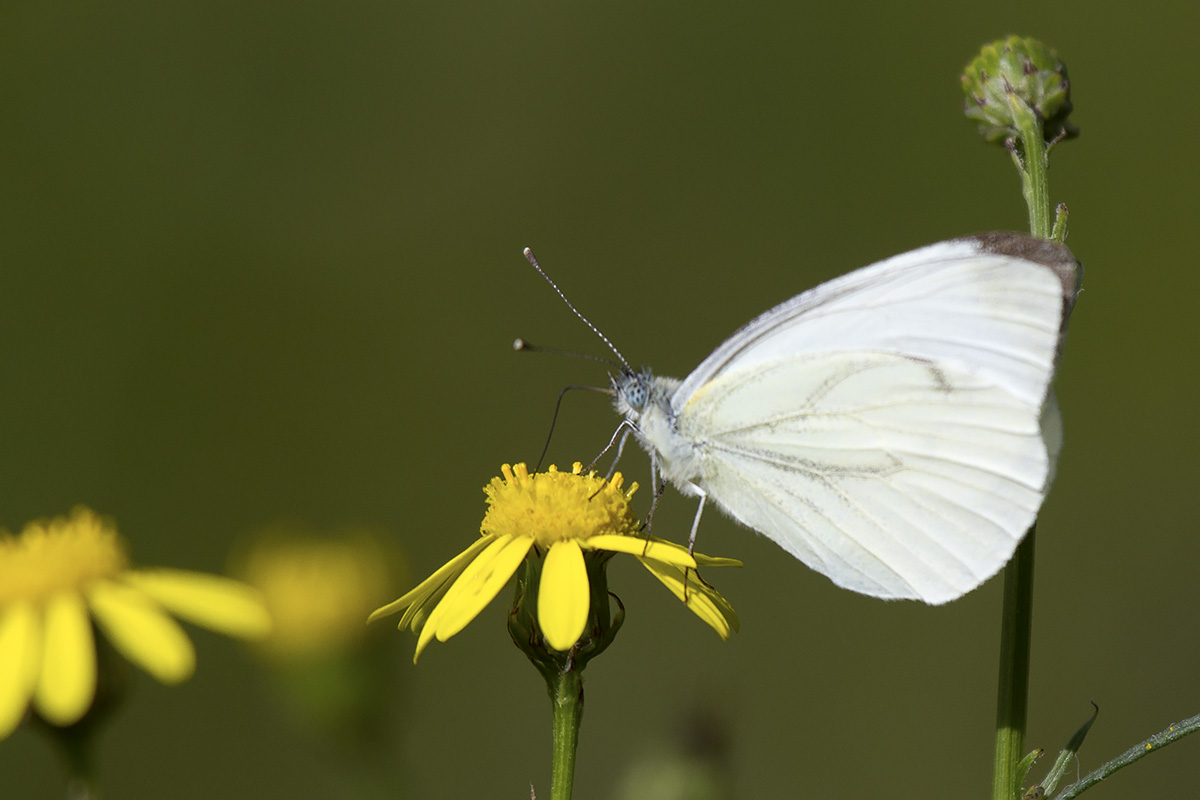 Pieris ID - Lessinia, Verona