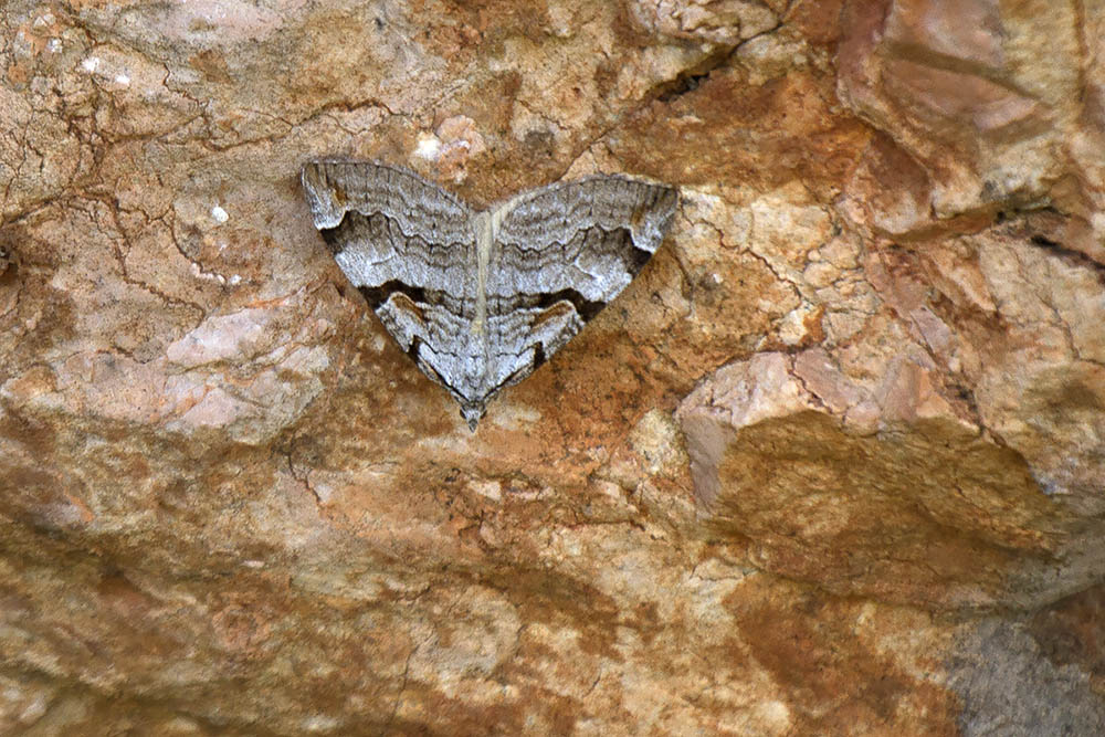 Falena da ID, Verona Lessinia - Aplocera praeformata