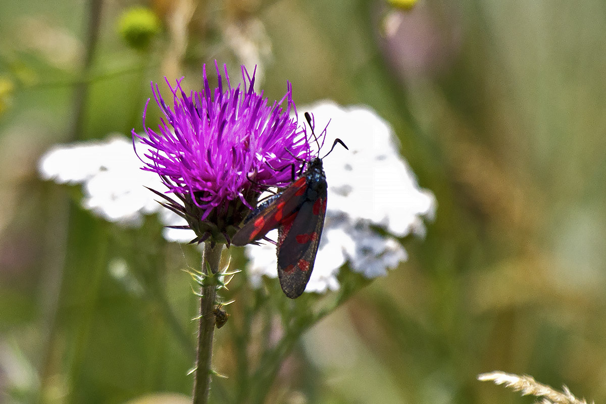 Zygaena (Zygaena) filipendulae e Z.(Zygaena) transalpina