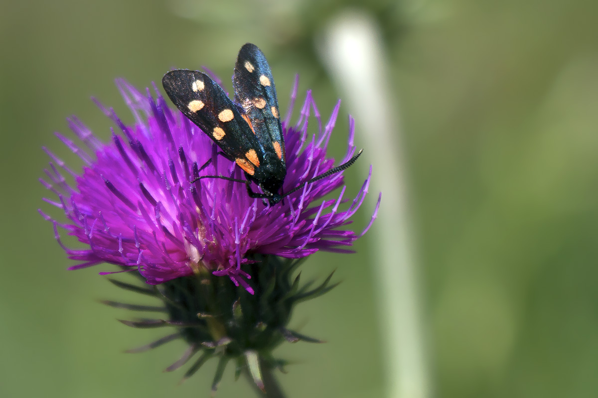 Zygaena (Zygaena) filipendulae e Z.(Zygaena) transalpina